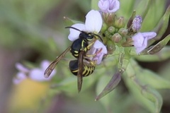 Dolichovespula