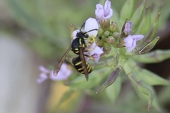 Dolichovespula