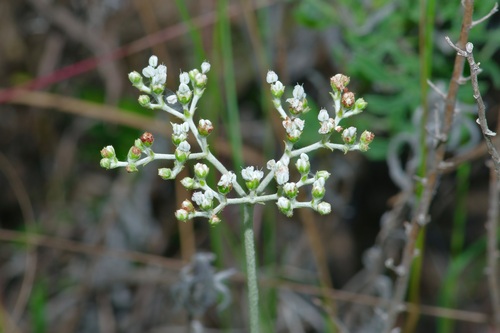 Eriogonum multiflorum var. riograndis