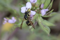 Dolichovespula