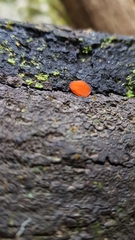 Scutellinia