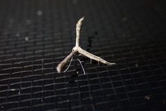 Pterophoridae