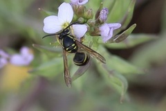 Dolichovespula