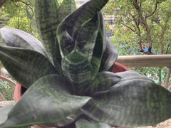 Sansevieria trifasciata