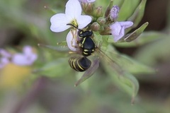 Dolichovespula
