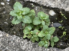 Stemodia verticillata