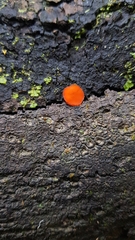 Scutellinia