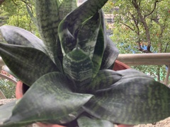 Sansevieria trifasciata