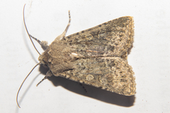 Physetica homoscia