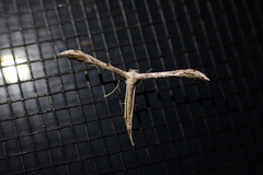 Pterophoridae