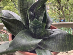 Sansevieria trifasciata