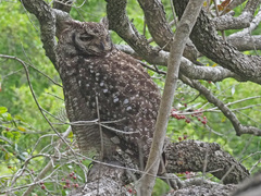 Bubo africanus
