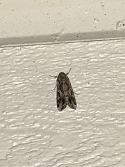 Spodoptera ornithogalli