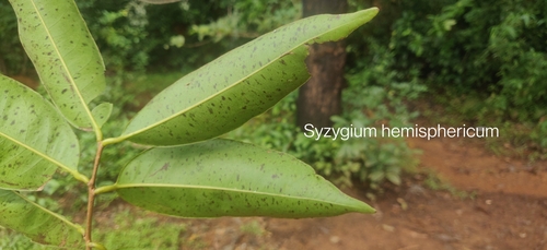 Syzygium hemisphericum observed 2022-10-15