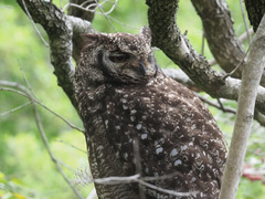 Bubo africanus