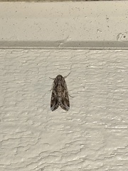 Spodoptera ornithogalli