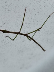 Ctenomorpha marginipennis