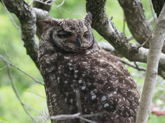 Bubo africanus