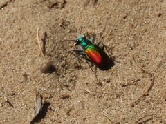 Cicindela scutellaris
