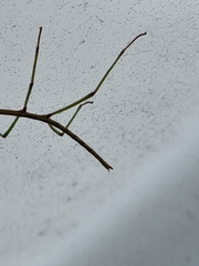 Ctenomorpha marginipennis