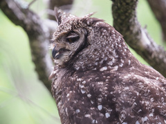 Bubo africanus