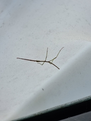 Ctenomorpha marginipennis