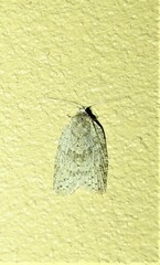 Isotenes miserana