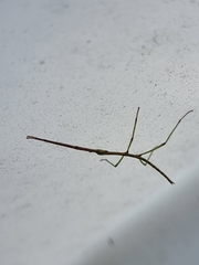 Ctenomorpha marginipennis