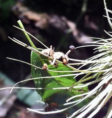 Ophiocordyceps unilateralis
