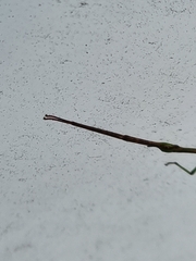 Ctenomorpha marginipennis