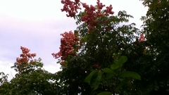 Koelreuteria elegans