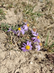 Aster altaicus