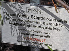 Paranomus longicaulis