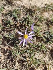 Aster altaicus