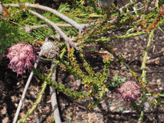 Paranomus longicaulis