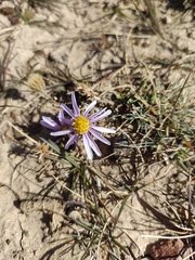 Aster altaicus