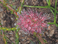 Paranomus longicaulis