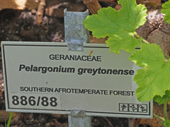Pelargonium greytonense