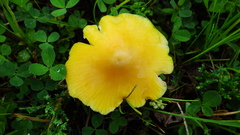 Hygrocybe acutoconica