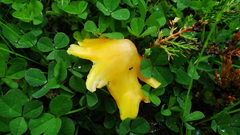 Hygrocybe acutoconica