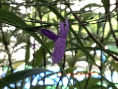 Ruellia simplex