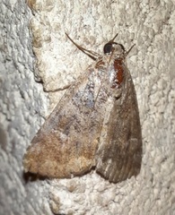 Eubolina impartialis