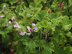 Pelargonium greytonense