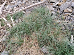 Carex pumila