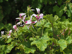 Pelargonium greytonense