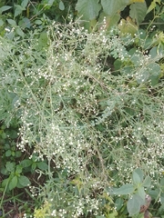 Parthenium hysterophorus