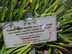 Tulbaghia maritima