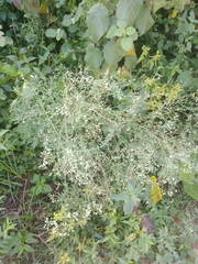 Parthenium hysterophorus