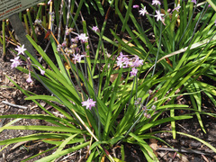 Tulbaghia maritima