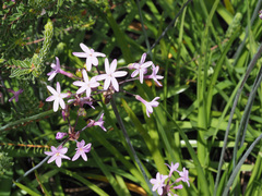 Tulbaghia maritima